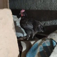 مرغ خروس گلین