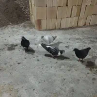 6تا حیوون ساده زاغ سفیدو|پرنده|مشهد, بلال|دیوار