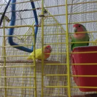 معاوضه طوطی برزیلی با عروس هلندی