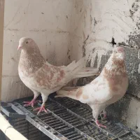 زردی|پرنده|بومهن, |دیوار