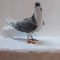 کبوتر چادری ماده