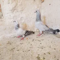 کفتر کرمونی پرشی بشرط و ضمانت