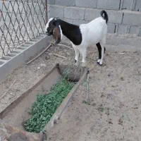 گتاج دورگ گلاب سه قلو