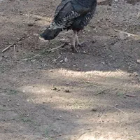 بوقلمون ماده تخمی