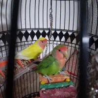 کوتوله برزیلی