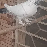 ماده پرشی دمسیاه