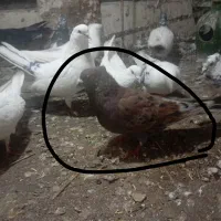 کبوتر اصل سرور کاکلی