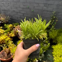 گل و گیاه ساکولنت کراسولا هیمالیا کرج