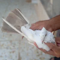 فروش کبوتر