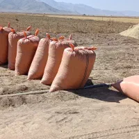 کاه لوبیا درجه یک تحویل سیرجان و شهر بابک|خدمات باغبانی و درختکاری|شهر بابک, |دیوار