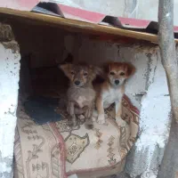 واگذاری دوعدد سگ اشپیتز باهوش|سگ|کومله, |دیوار