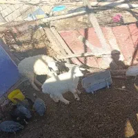 میش و بره درجه یک