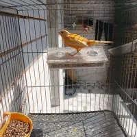 قناری نر پرتقالی