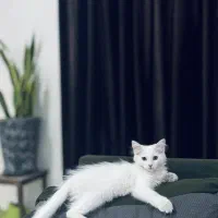 بریتیش ماده سه ماهه سفید