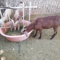سلام چپش بخته