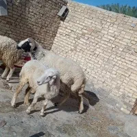 قوچ ماله جنی