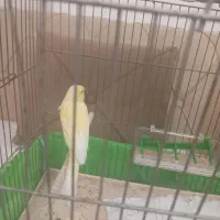 قناری ماده مست|پرنده|رشت, شهرک احمد خمینی|دیوار