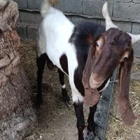 بز نر افغانی|حیوانات مزرعه|بندر ماهشهر, |دیوار