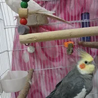 دو عدد عروس هلندی نر|پرنده|ساری, |دیوار