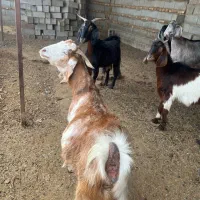 بز ابست|حیوانات مزرعه|گنبد کاووس, |دیوار