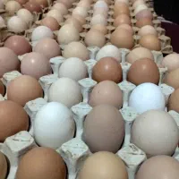 تخم مرغ نطفه دار|حیوانات مزرعه|رشت, استقامت ۲|دیوار