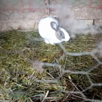 بوقلمون|حیوانات مزرعه|مینودشت, |دیوار