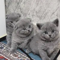 صورت خرسی ها