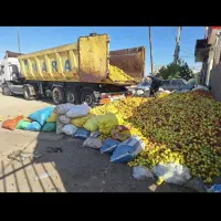 خریدار سیب زیردرختی با بالاترین قیمت