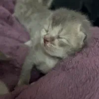 گربه بریتیش اصل