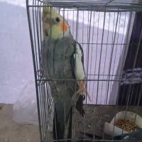 عروس هلندی