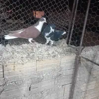 دوعددنر کم سفید زرنگ جون ورزش خوده