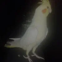 عروس هلندی لوتینو