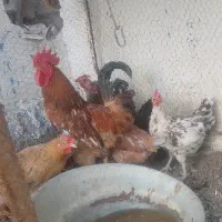مرغ تخمگذار