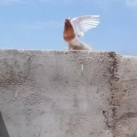 کبوتر کله زرد