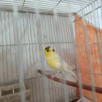 یک عدد قناری مست خوان آماده