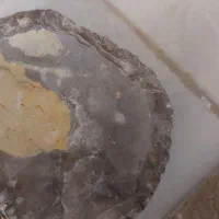 صدف زیبا وبزرگ و باستانی|کلکسیون اشیاء عتیقه|تهران, هلال احمر|دیوار