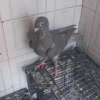 کبوتر|پرنده|خرمشهر, |دیوار