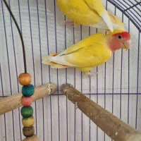 جفت طوطی های برزیلی مولد|پرنده|اهواز, دانشگاه چمران|دیوار