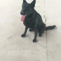 ژرمن بلک ماده