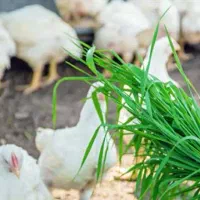 مرغ سبز ، مرغ گوشتی