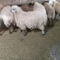 گوسفند برای دامازدیق