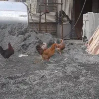 مرغ و خروس|حیوانات مزرعه|کرمانشاه, |دیوار