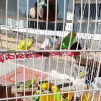 فوری|پرنده|روانسر, |دیوار