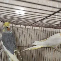 عروس هلندی جفت|پرنده|قم, شهرک مهدیه (مدرس)|دیوار