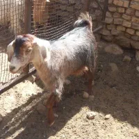چبش