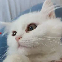 گربه نر جهت جفت گیری
