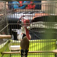 سره قرص بخون .سره خاکی دهن لر