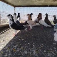 کبوتر کفتر بومب رنگه|پرنده|مشهد, منزل آباد|دیوار