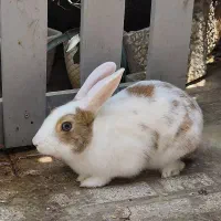 یک جفت خرگوش نر و ماده نژاد دار|موش و خرگوش|شیراز, اصلاحنژاد|دیوار