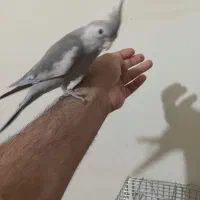 عروس هلندی وات فیس